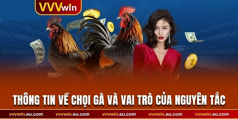 Sơ lược thông tin về chọi gà và vai trò của hệ thống nguyên tắc
