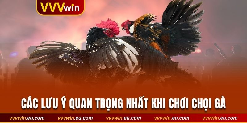 Tổng hợp các lưu ý quan trọng nhất khi chơi cá cược chọi gà
