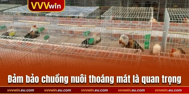 Đảm bảo chuồng nuôi thoáng mát là quan trọng