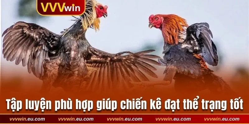 Tập luyện phù hợp giúp chiến kê đạt thể trạng tốt