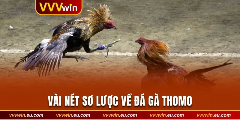 Vài nét sơ lược về đá gà Thomo
